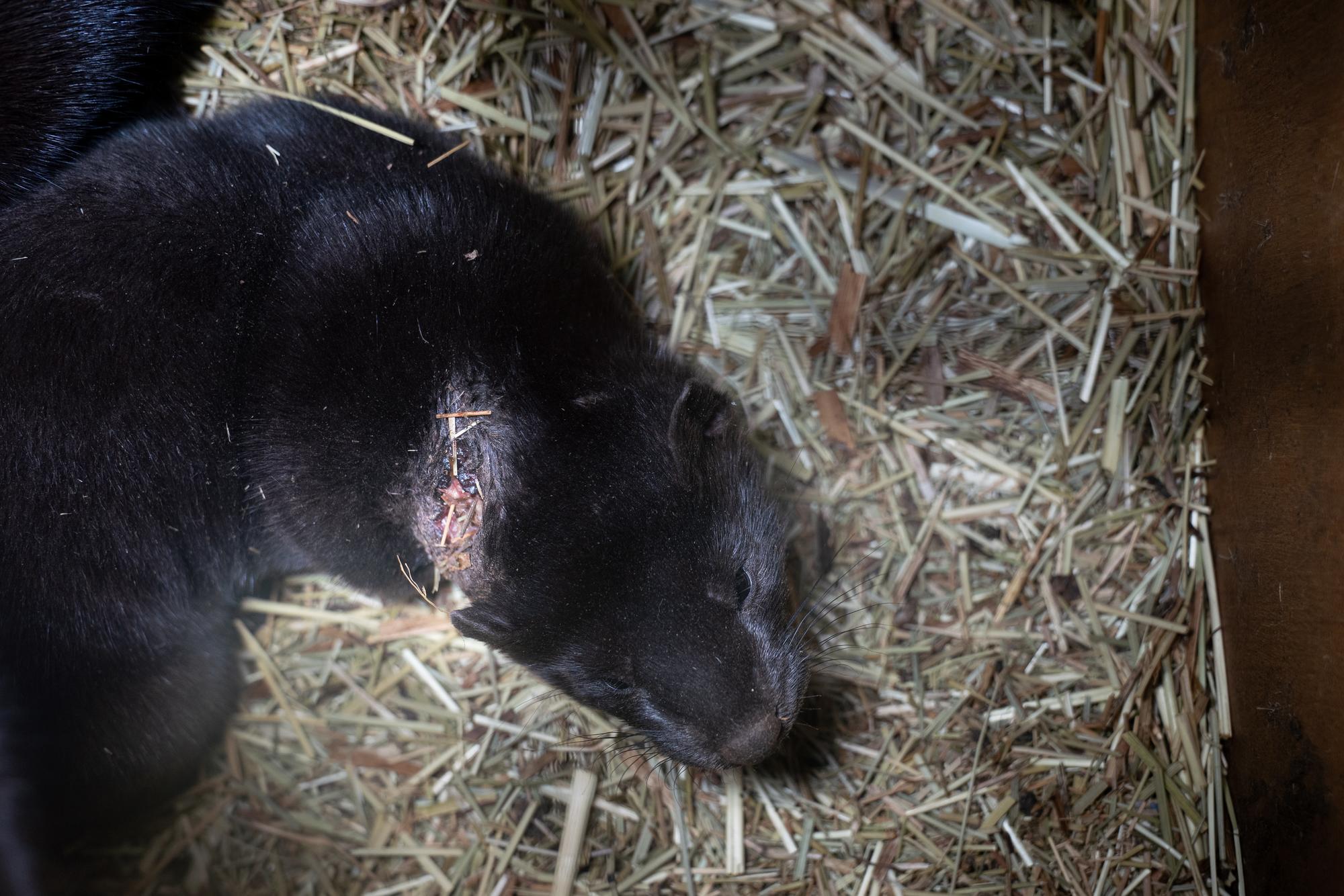 Investigación granjas peleteras Finlandia